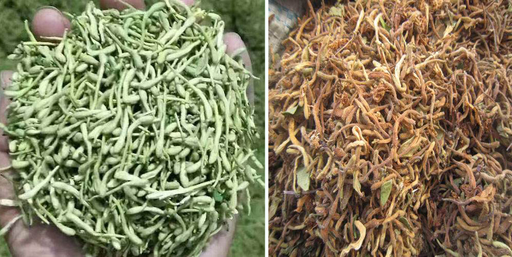 烘干金銀花畝產利潤多少？專業(yè)廠家詳解真實利潤